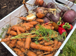 Jesień w naszym ogrodzie