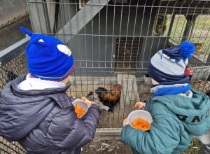 Fanfary i Bum Cyk Cyki na farmie Alpaki Cudaki w Radzyminie, czyli poszukiwanie Mikołaja – część II 