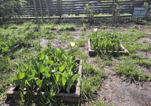 Ogródek przedszkolny z sadzonkami tulipanów